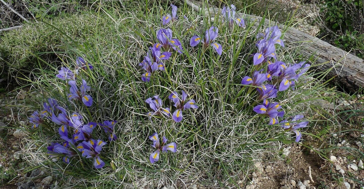 WRH 1030 5 wunderschön blühende Lilien am Wegesrand