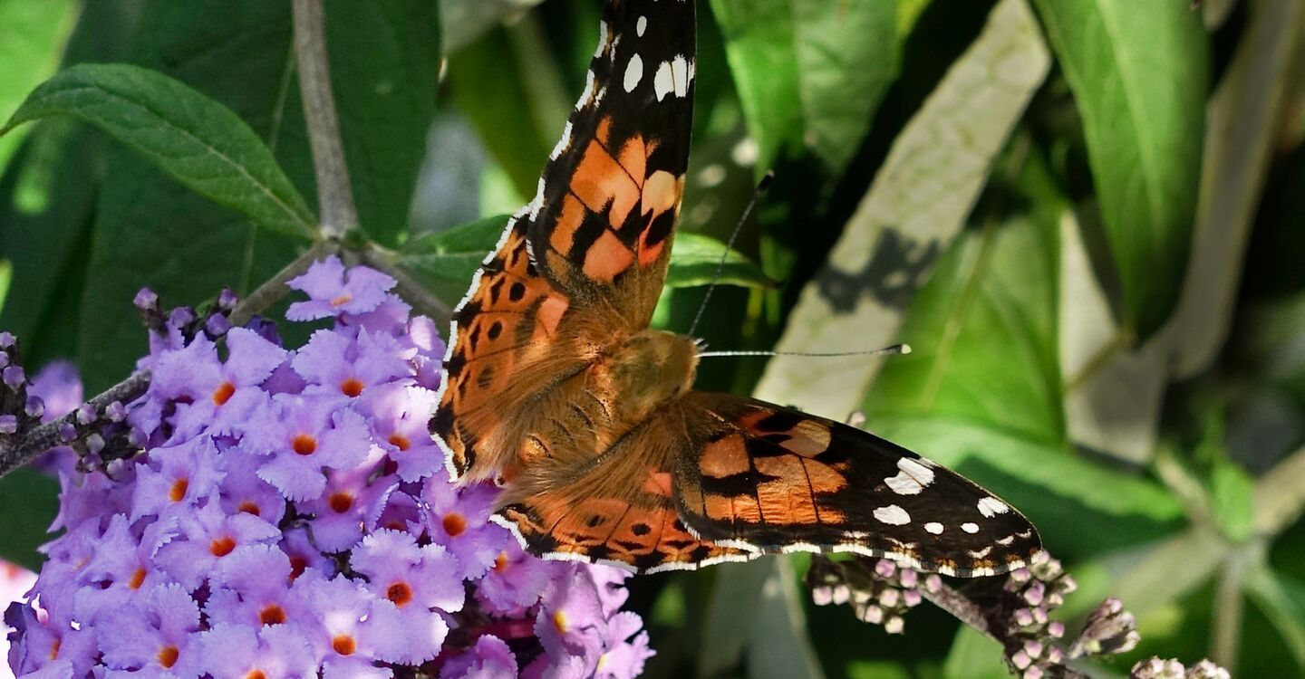 WB 1039 5 Von der Raupe zum Schmetterling