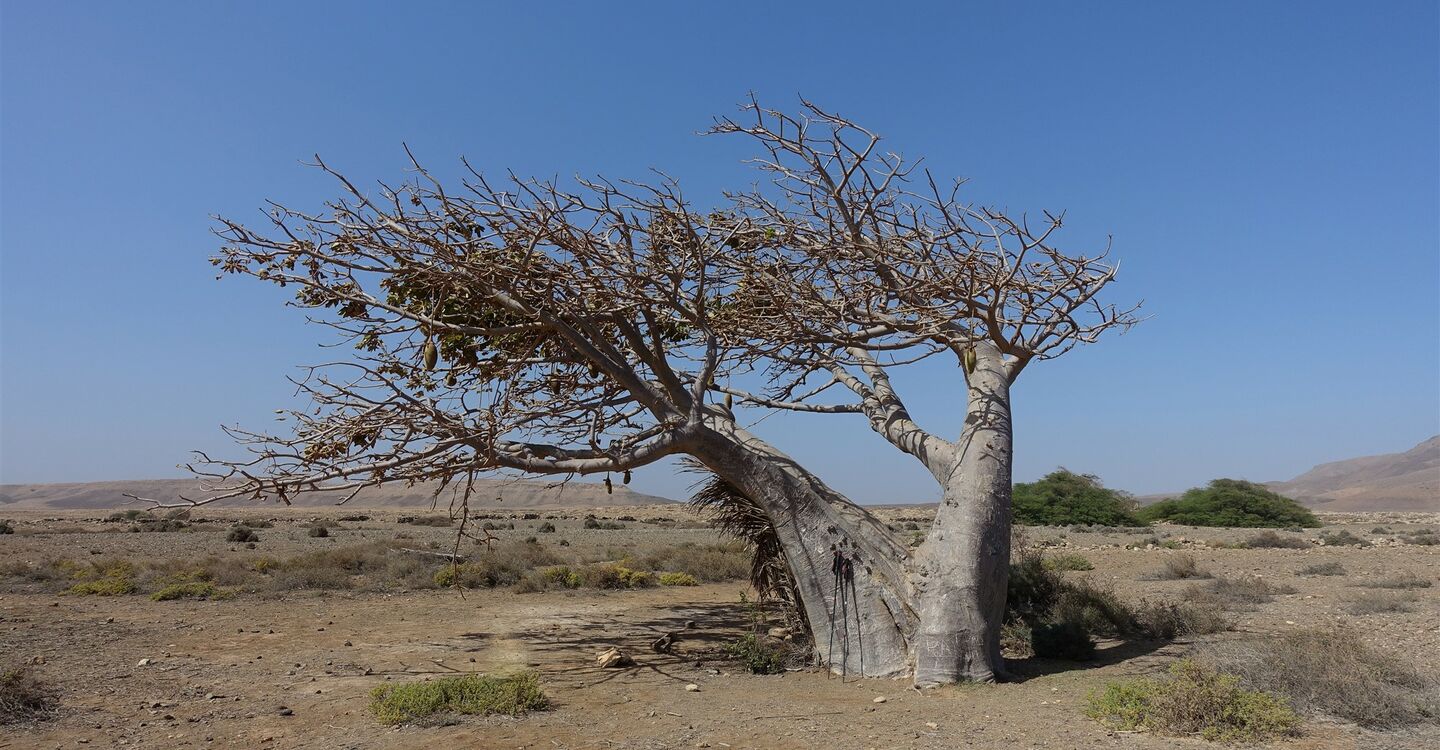 WKB 1073 3 Ein alleinstehender Baobabbaum