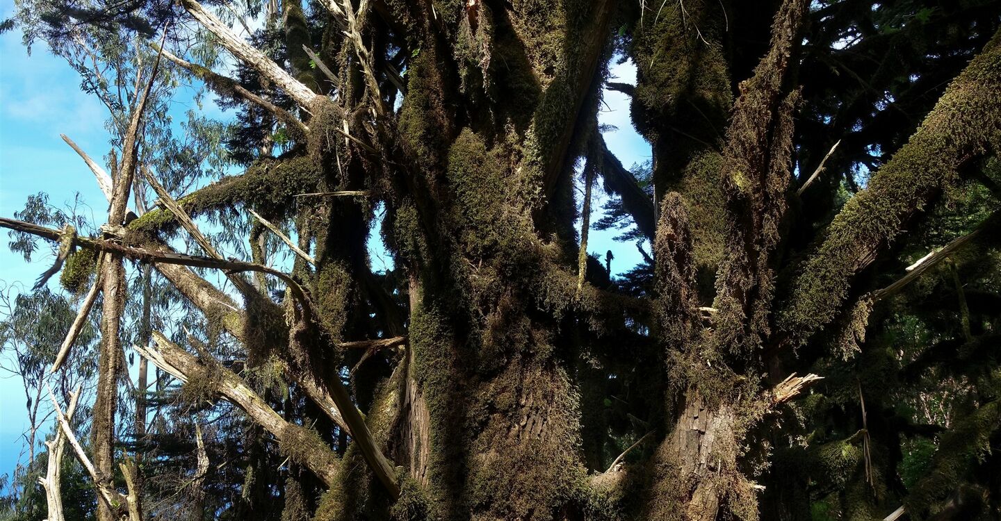 WEH 1044 3 einen der schönsten Nebelwälder von El Hierro