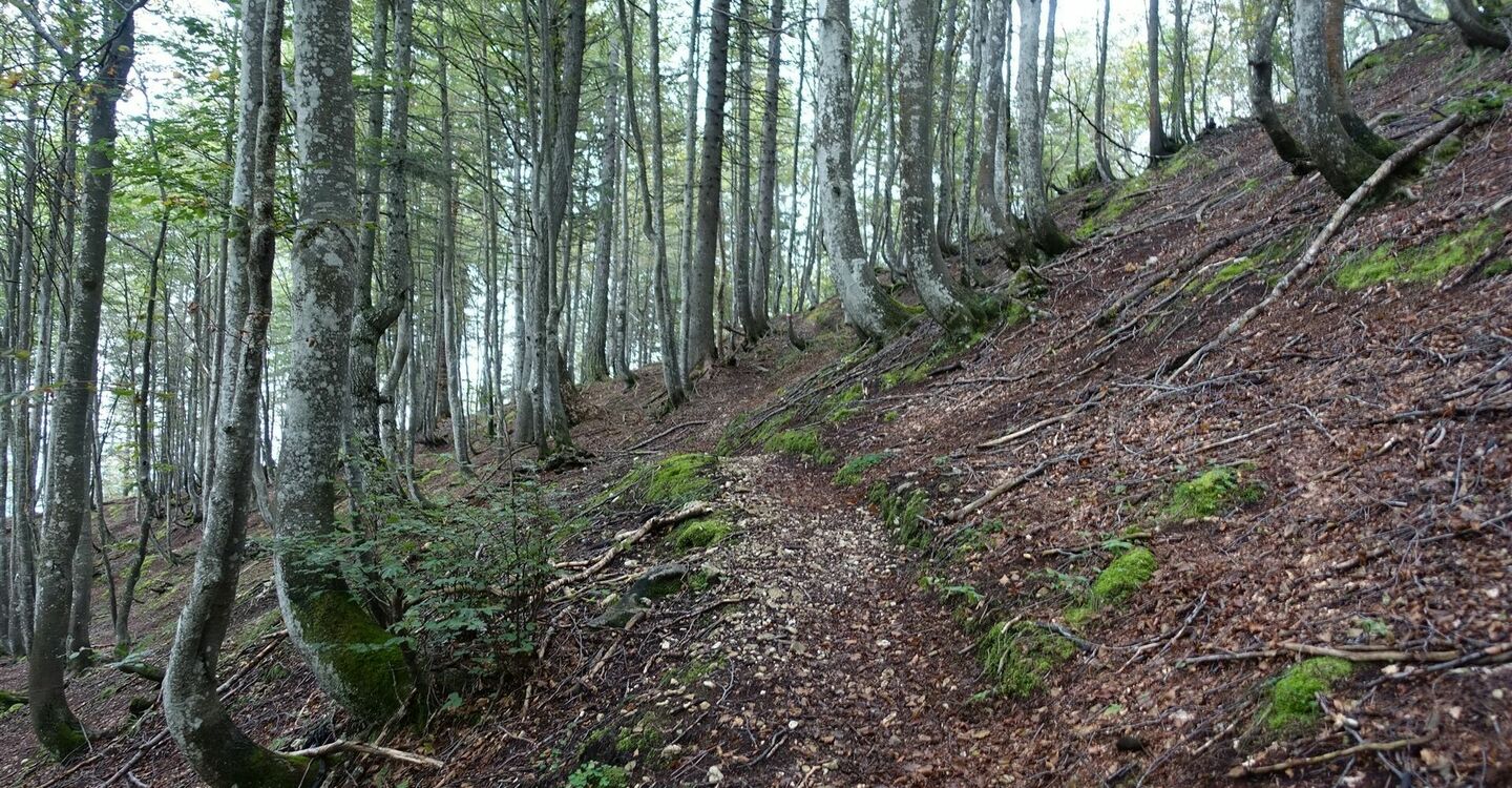 WKB2 1046 2 Ein schöner Waldweg bevor es ans Eingemachte geht.