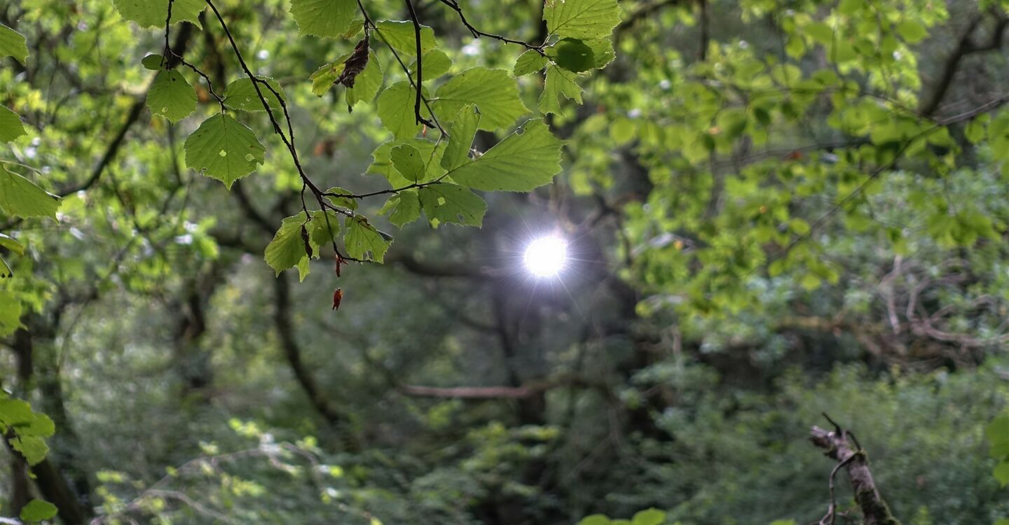 WB 1050 1 Die Sonne bricht durch das Blätterdach