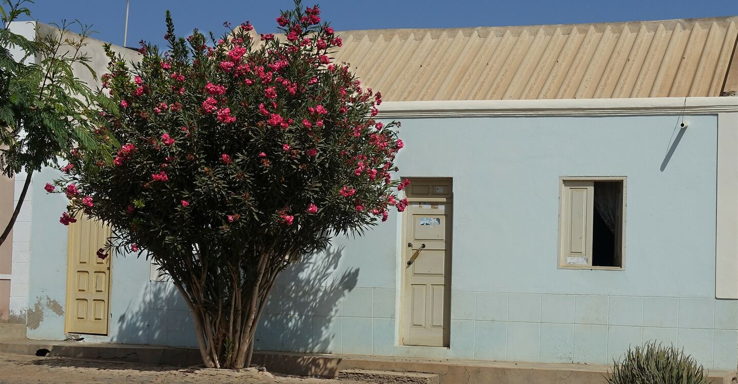 WKB 1070 1 Roter Oleander trifft auf hellblaues Haus - Cabeco dos Tarafes1