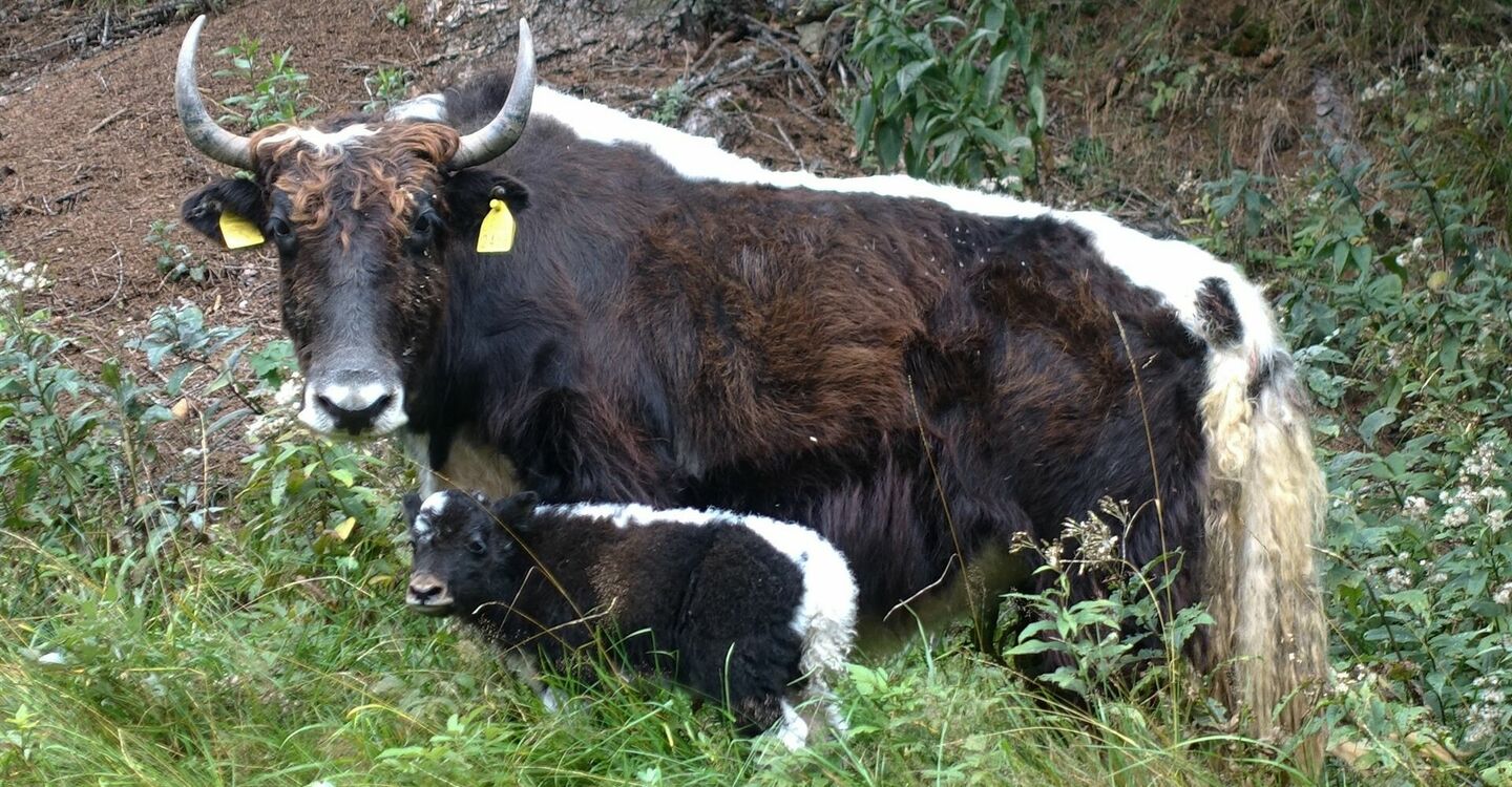 WKB3 1072 4 Yaks, die Reinhold Messner aus dem Himalaya nach Heimat Südtirol.