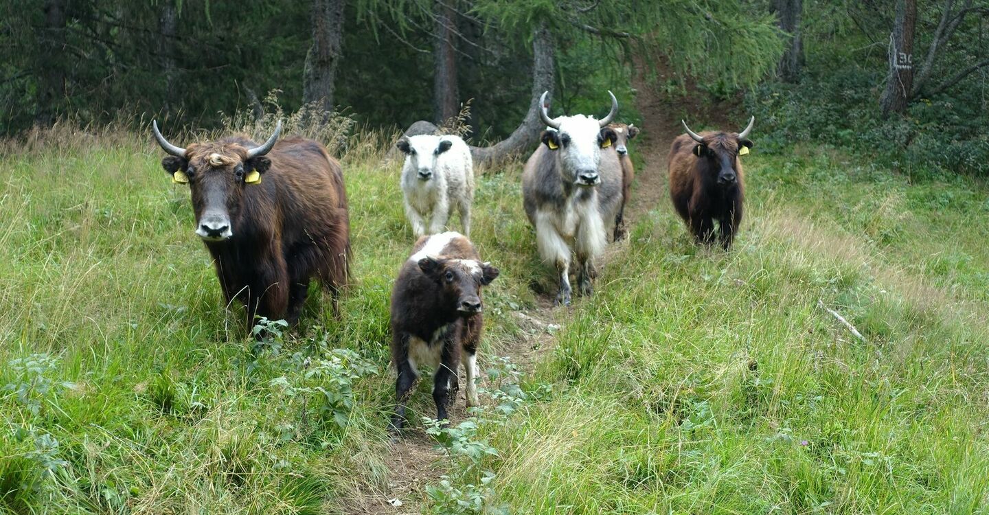 WKB3 1073 4 Yaks, die Reinhold Messner aus dem Himalaya nach Heimat Südtirol.