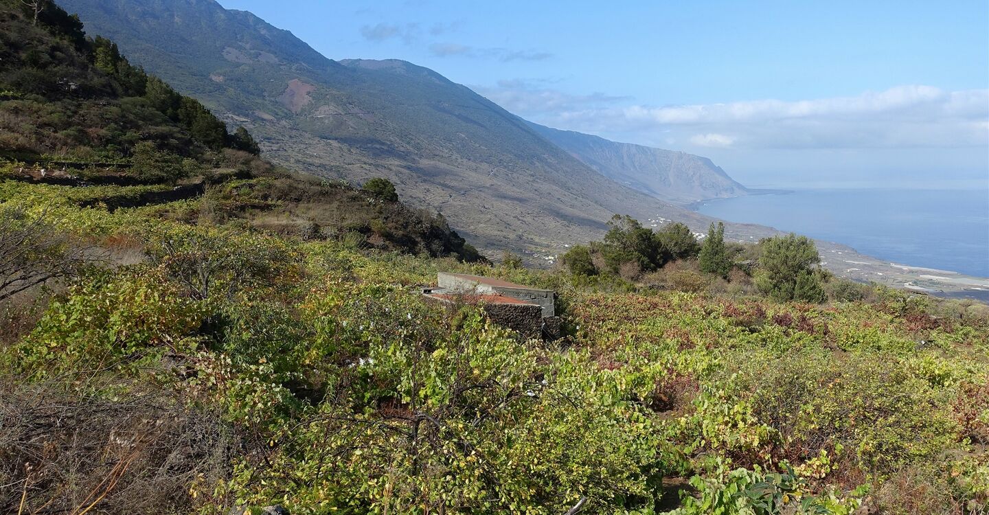 WEH 1027 2 Weinreben in El Golfo Tal