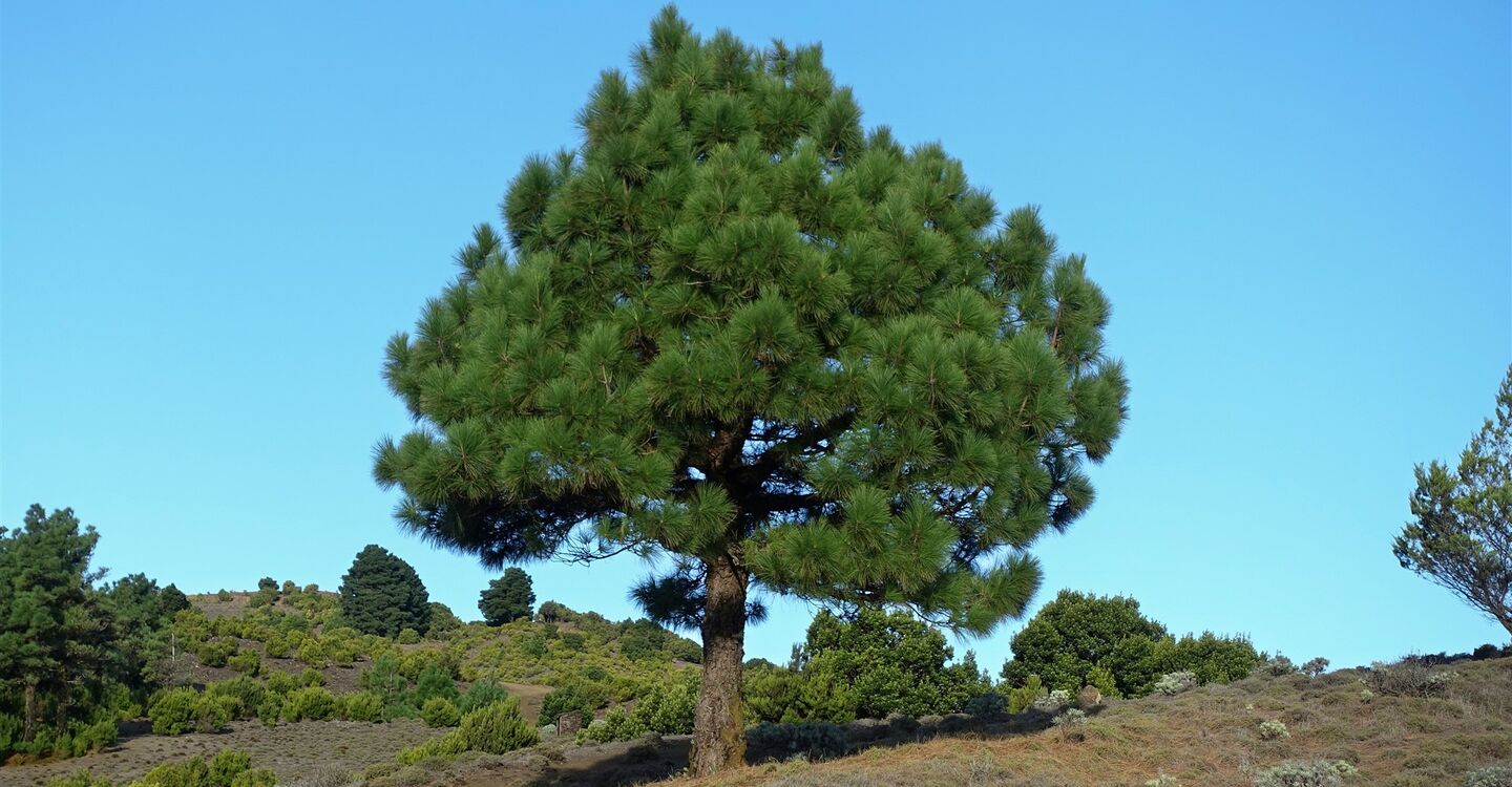 WEH 1031 4 ein prachtvoller Pinienbaum oberhalb von Las Casas