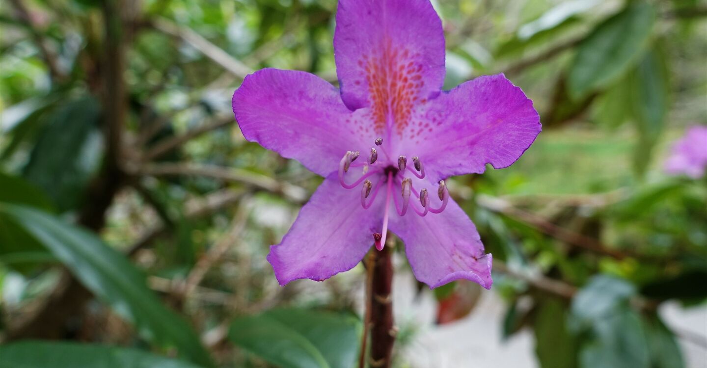 WSCH 1017 1 Parkplatz am dem wunschöne Orchideen blühen