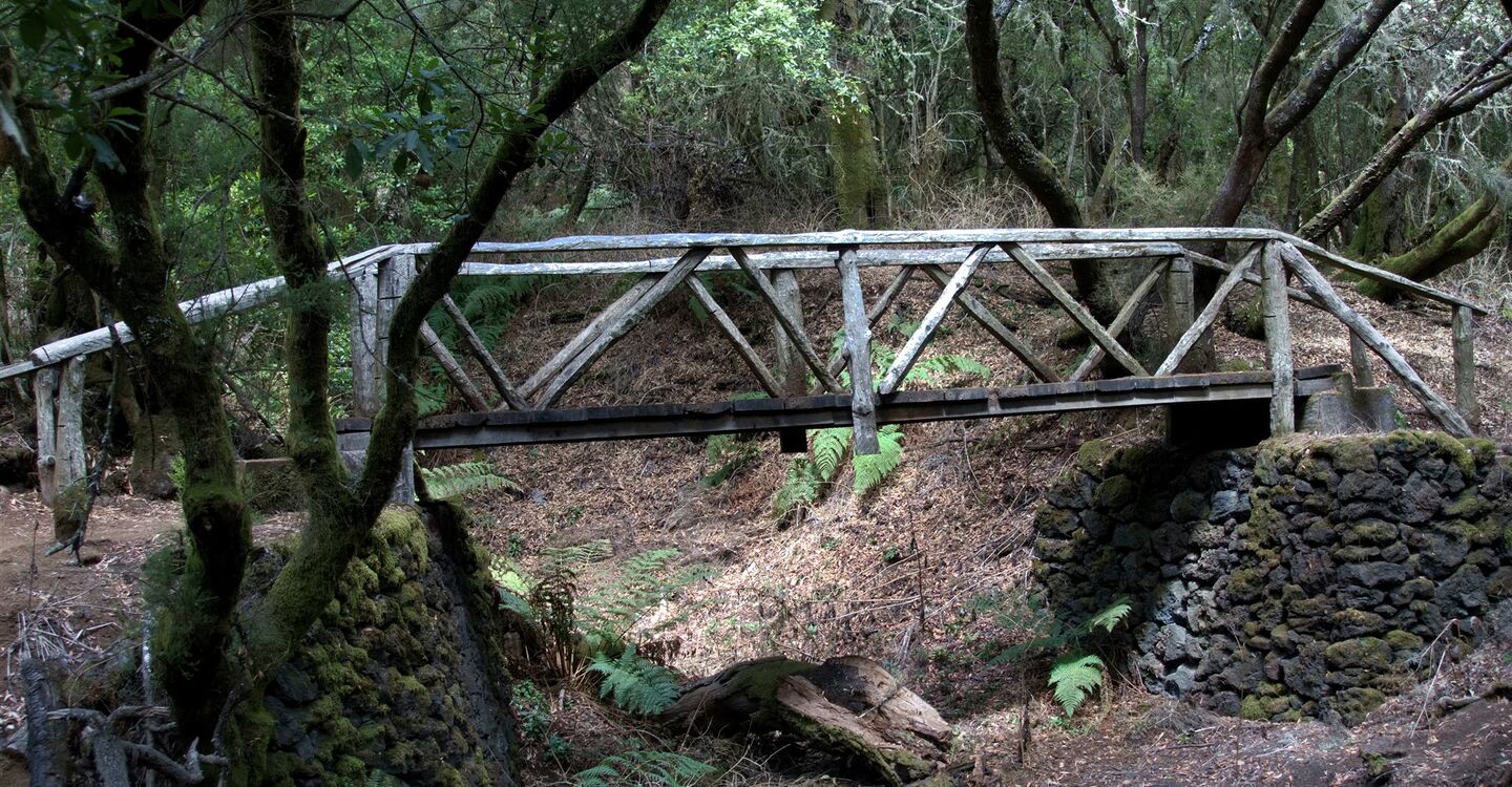 WEH 1017 4 eine Brücke im immergrünen Wald