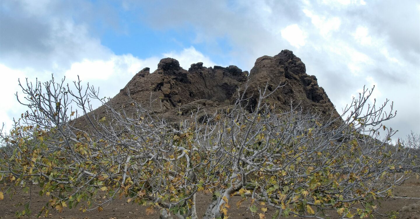 WEH 1002 3 hinter einem Feigenbaum befindet sich der Roque Grande