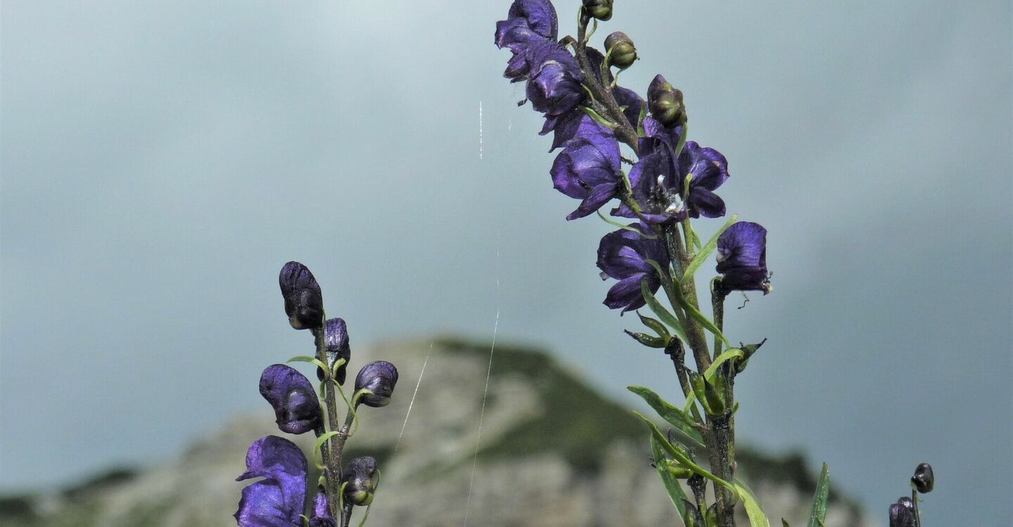 WKB1 1010 3 Eisenhut Aconitum