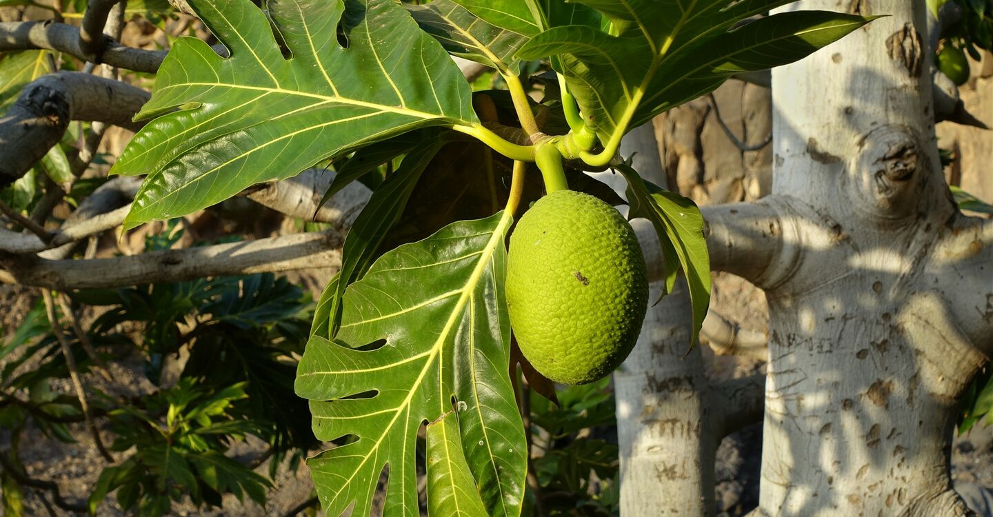 WKB 1004 1 In arrafal de Monte Trigo gesehen - eine Brotbaumfrucht