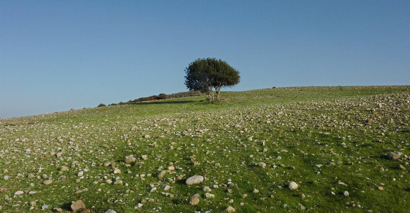 WRH 1050 5 ein einzelner Baum unterhalb des Gipfels