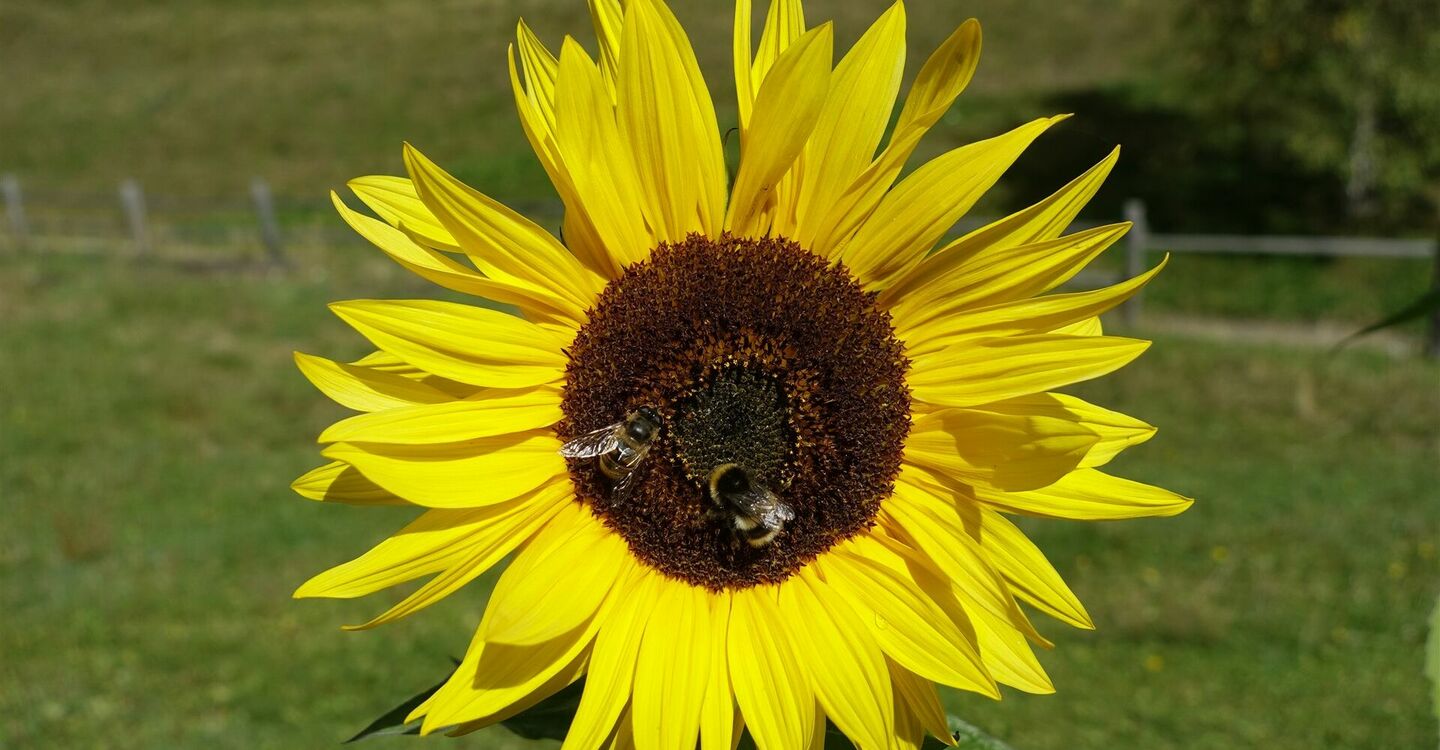 WKB2 1056 5 Eine prächtige Sonnenblume in den Gärten an der Bushaltestelle in Lamen.