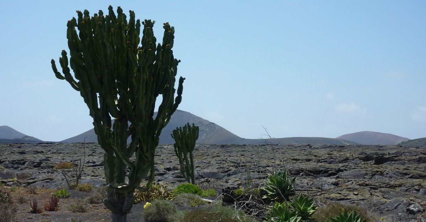 WL 1028 2 Lanzarote 29.009233 -13.6595 Kakteen auf einem Lavafeld