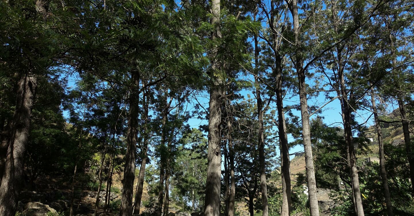 WKB 1022 3 Keiner Wald aus Tamarindenbäumen