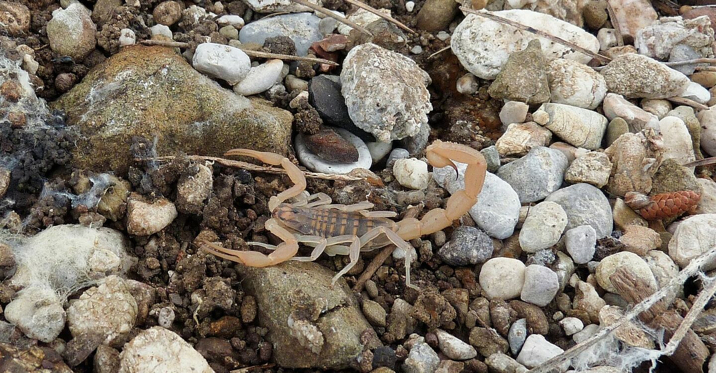 WRH 1030 2 beim Bau von Steinmännchen einen Skorpion entdeckt