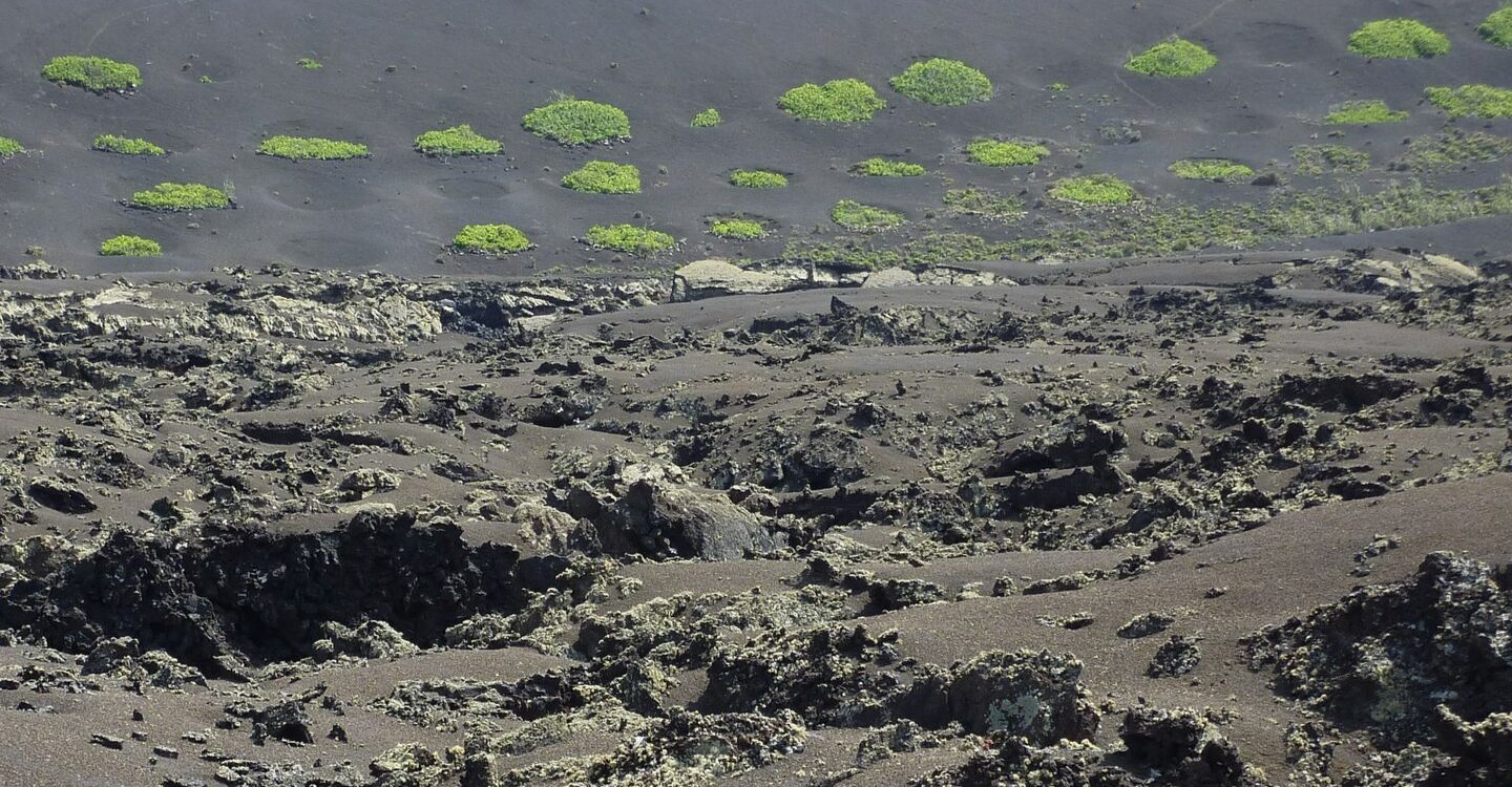 WL 1033 5 Lanzarote 29.01955 -13.66765 einzelne FeigenbÃ¤ume